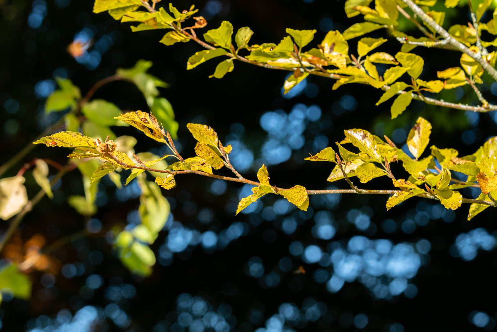 Photography by Chris Allington